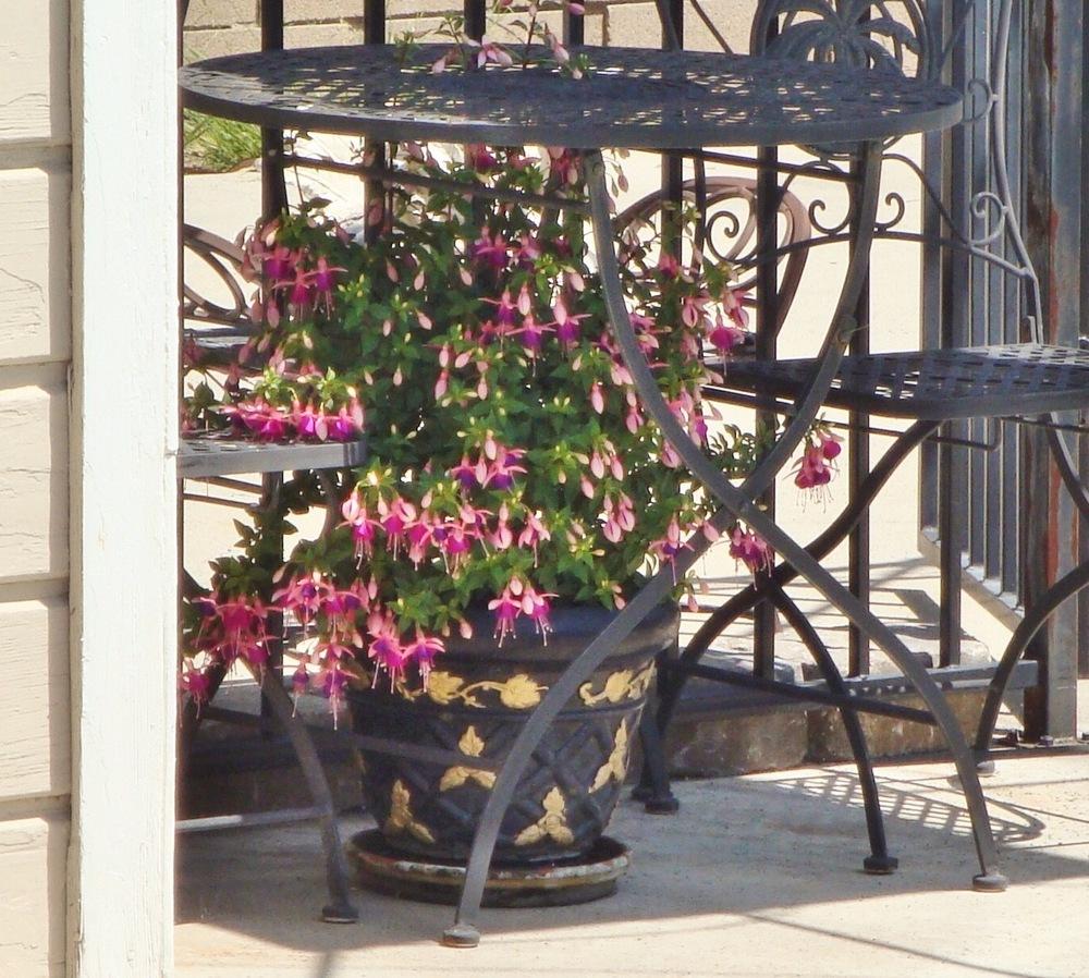 Photo of Fuchsias (Fuchsia) uploaded by Englishgardener