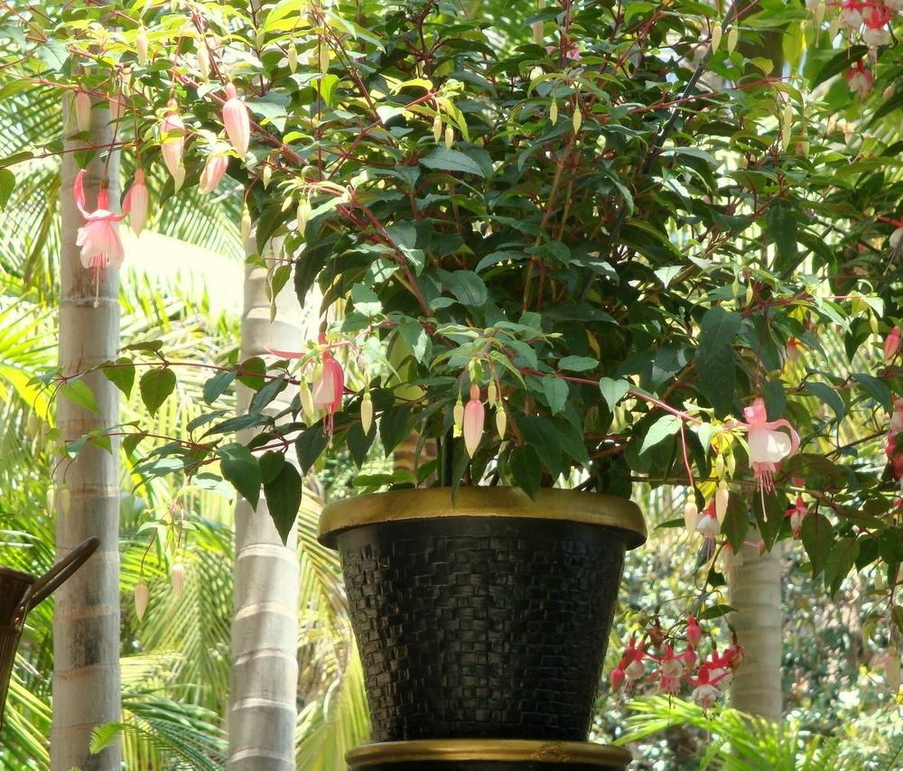 Photo of Fuchsias (Fuchsia) uploaded by Englishgardener