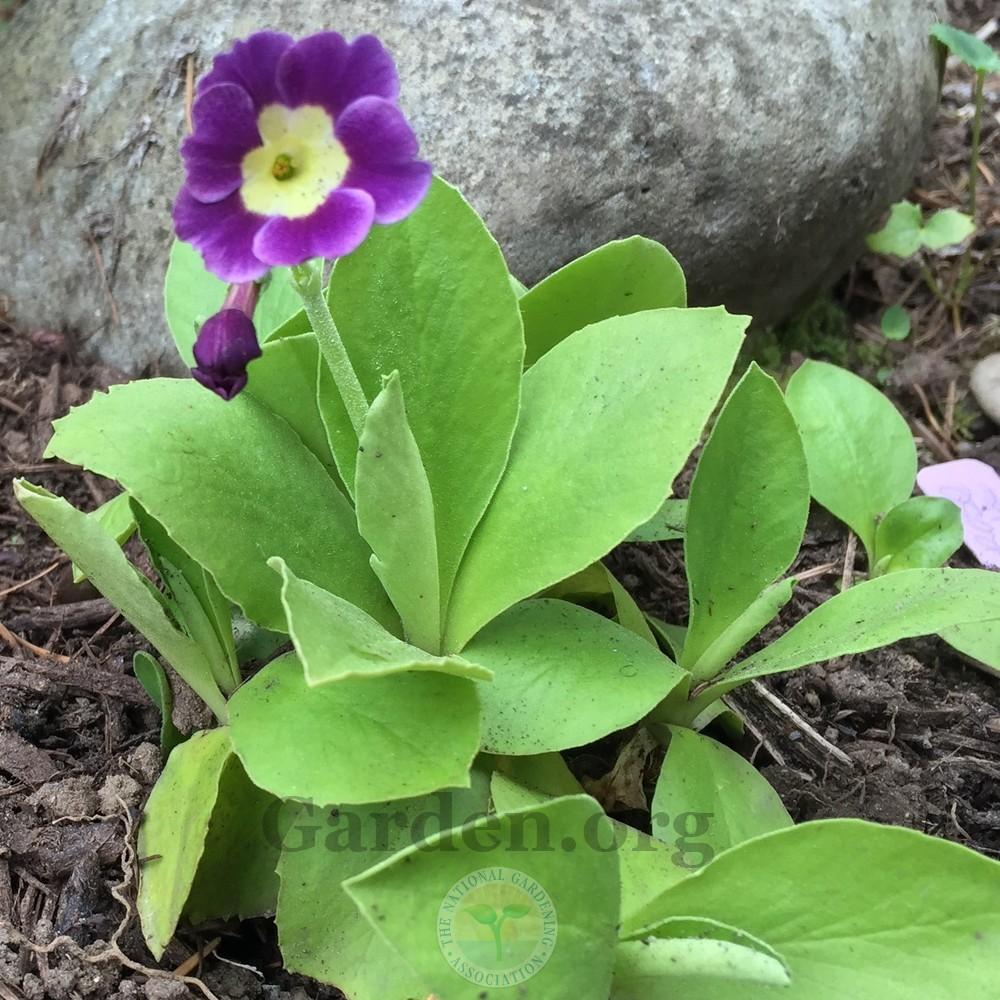 Photo of Primrose (Primula auricula) uploaded by Patty
