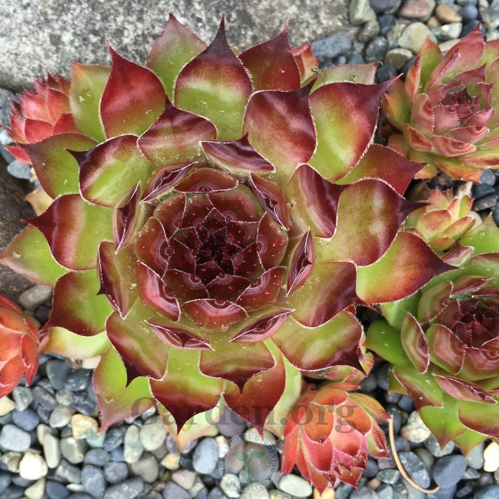 Photo of Hen and Chicks (Sempervivum 'Edge of Night') uploaded by Patty