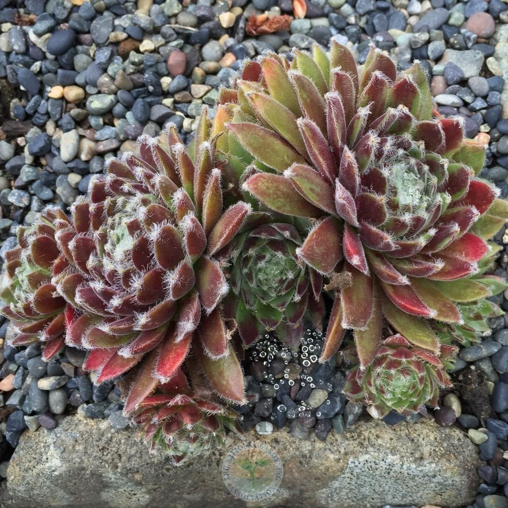 Photo of Hen and Chicks (Sempervivum 'Cherry Frost') uploaded by Patty