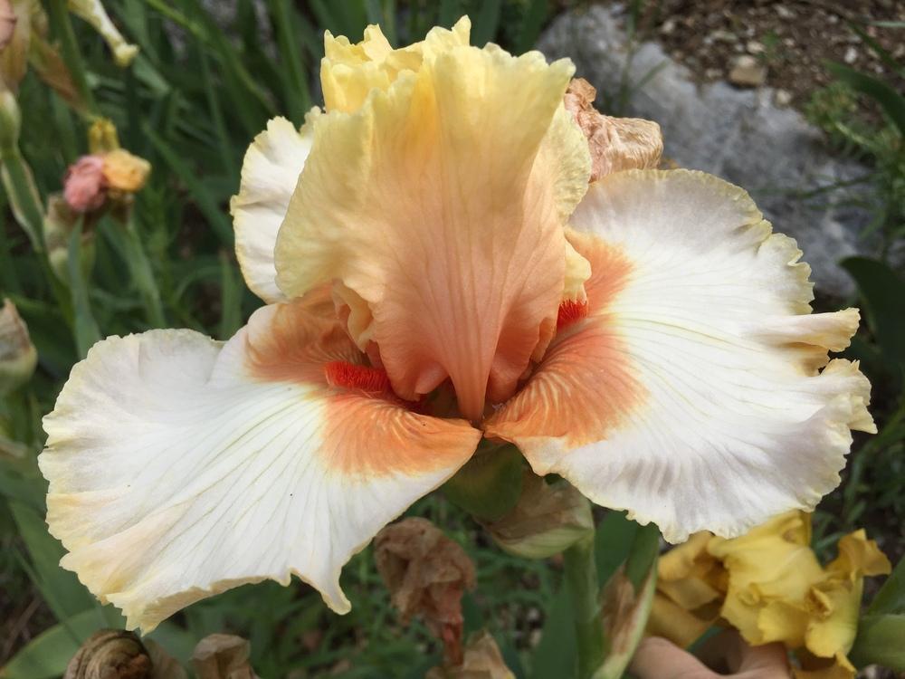 Photo of Tall Bearded Iris (Iris 'Santa') uploaded by SpringGreenThumb