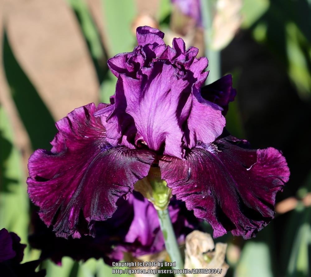 Photo of Tall Bearded Iris (Iris 'Purple Punch') uploaded by ARUBA1334