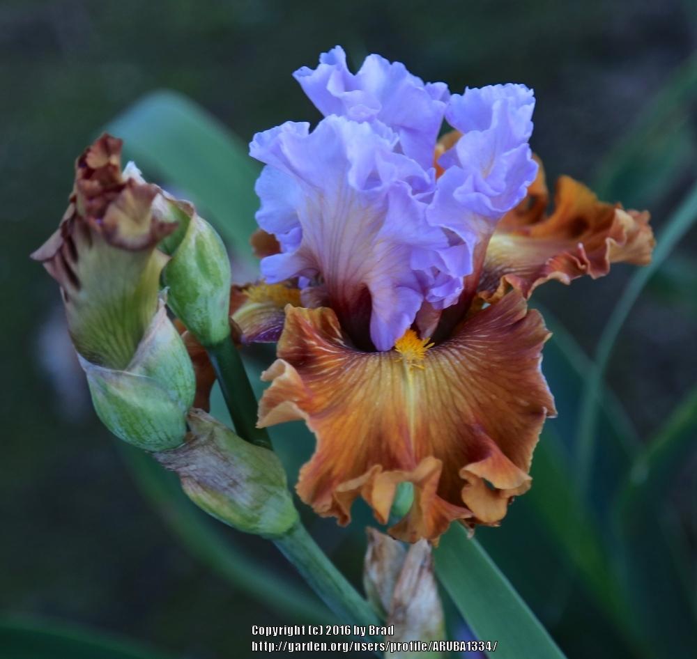 Photo of Tall Bearded Iris (Iris 'Valley of Dreams') uploaded by ARUBA1334