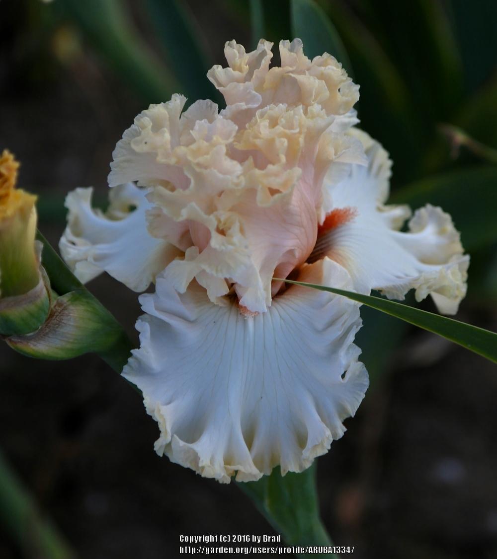 Photo of Tall Bearded Iris (Iris 'In Tune') uploaded by ARUBA1334