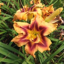 Location: O'Bannon Springs daylilies, Nashport, OH