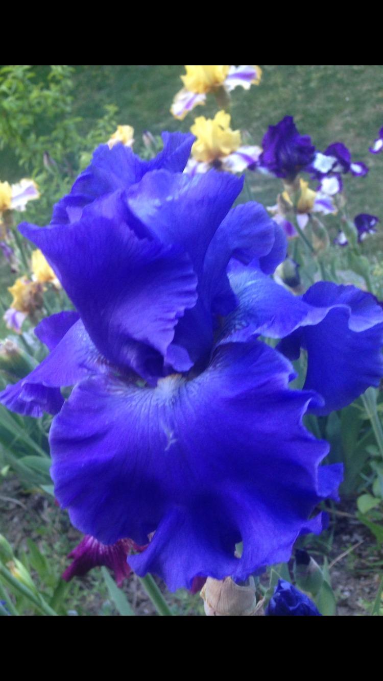 Photo of Tall Bearded Iris (Iris 'Riverboat Blues') uploaded by SpringGreenThumb
