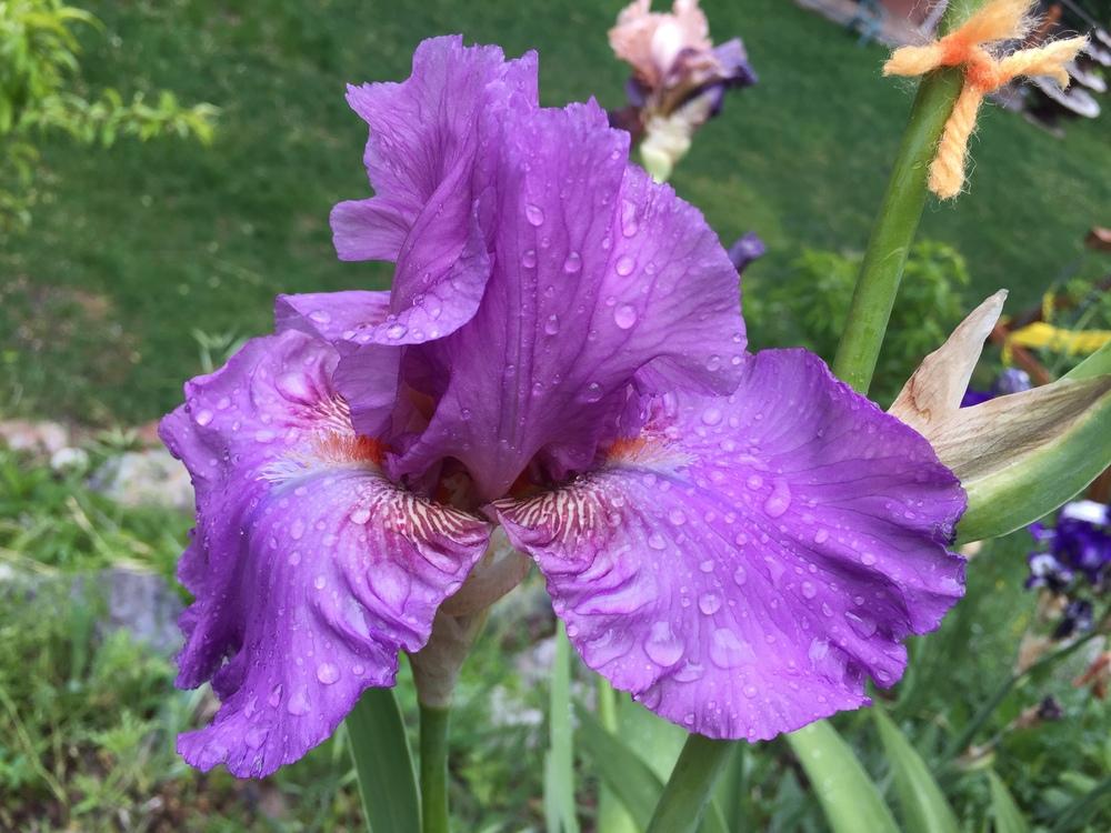Photo of Tall Bearded Iris (Iris 'Persian Berry') uploaded by SpringGreenThumb