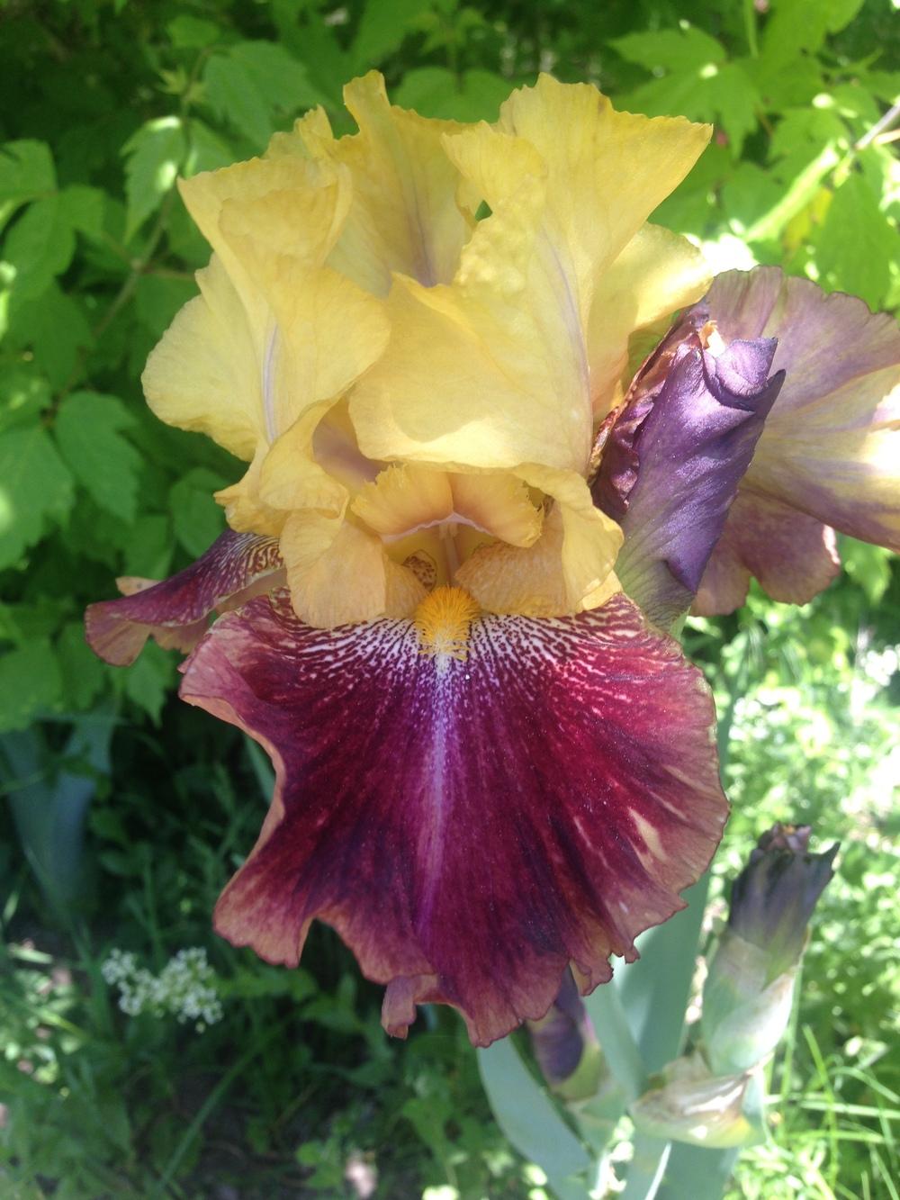 Photo of Tall Bearded Iris (Iris 'Darcy's Choice') uploaded by SpringGreenThumb