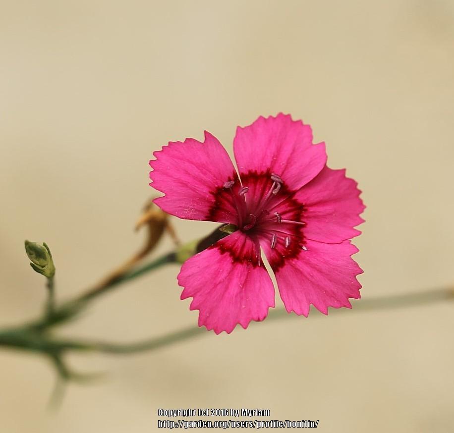 Photo of Maiden Pink (Dianthus deltoides 'Brilliant') uploaded by bonitin