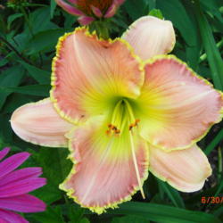 Location: My garden in Missouri
Date: 2013-06-30