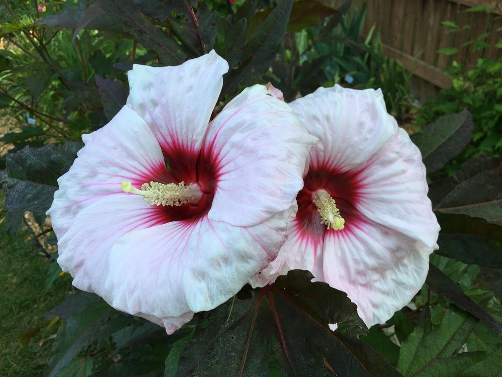 Photo of Hybrid Hardy Hibiscus (Hibiscus 'Kopper King') uploaded by ljb5966