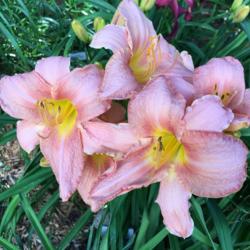 Location: My zone 5 garden
Date: 2016-07-18
This is the plant that started my daylily obsession.