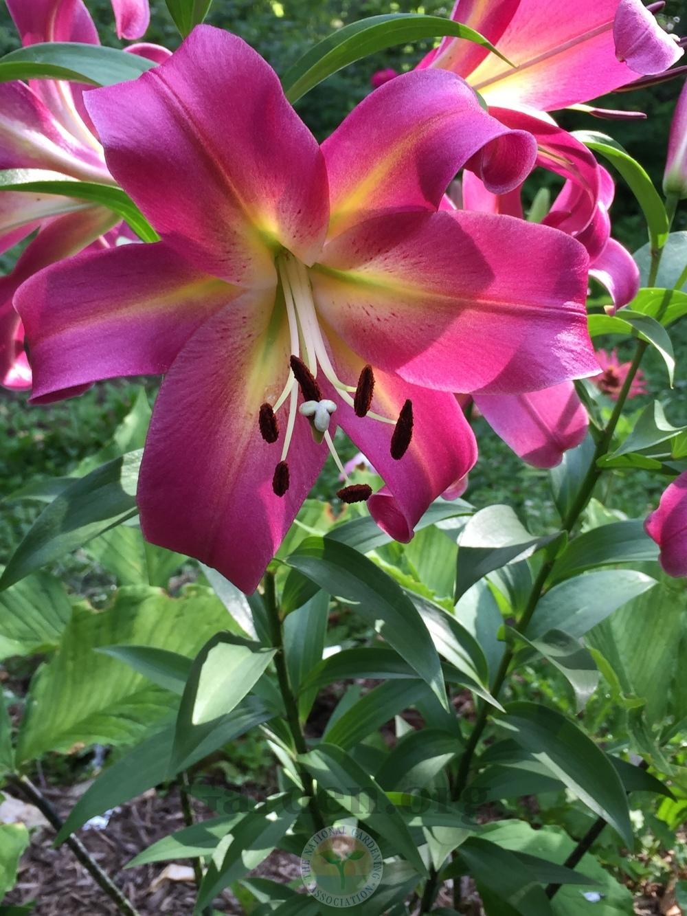 Photo of Orienpet Lily (Lilium 'Empoli') uploaded by magnolialover