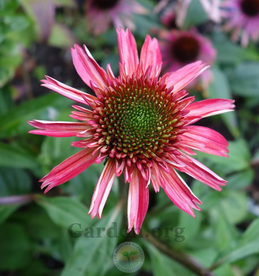Photo of Coneflower (Echinacea Double Scoop™ Cranberry) uploaded by springcolor