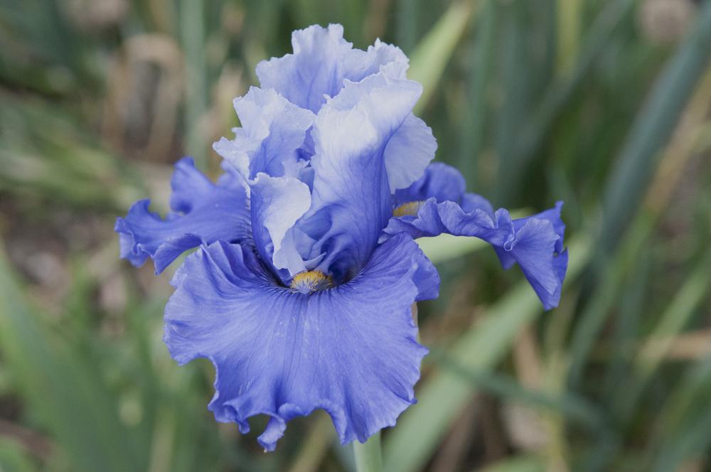 Photo of Tall Bearded Iris (Iris 'Music of the Surf') uploaded by cliftoncat