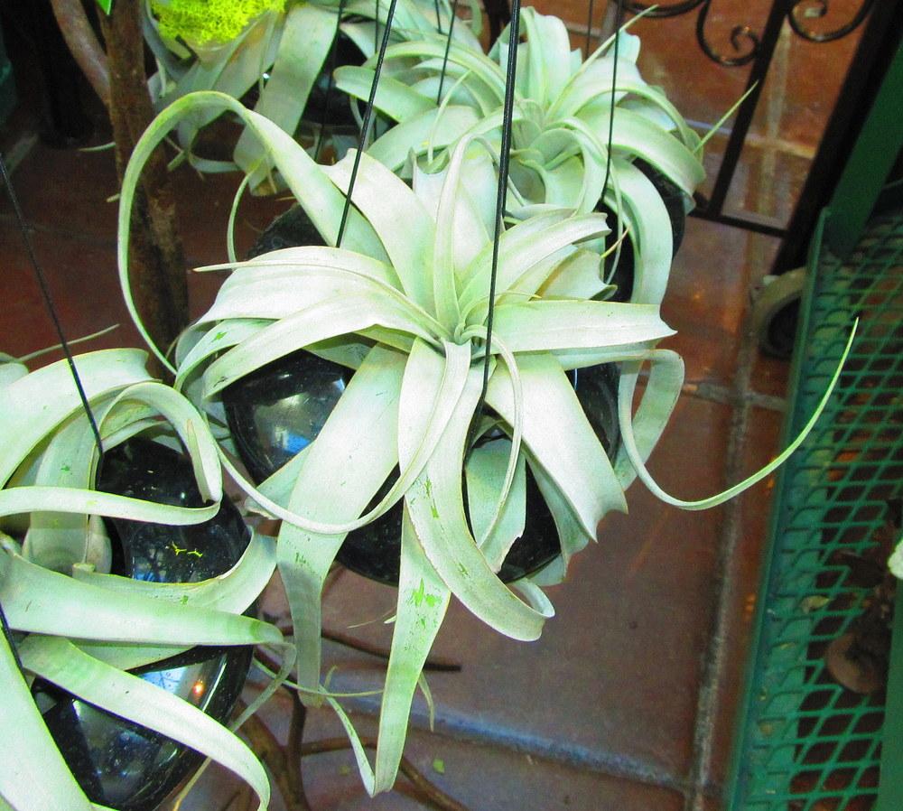 Photo of Air Plants (Tillandsia) uploaded by jmorth