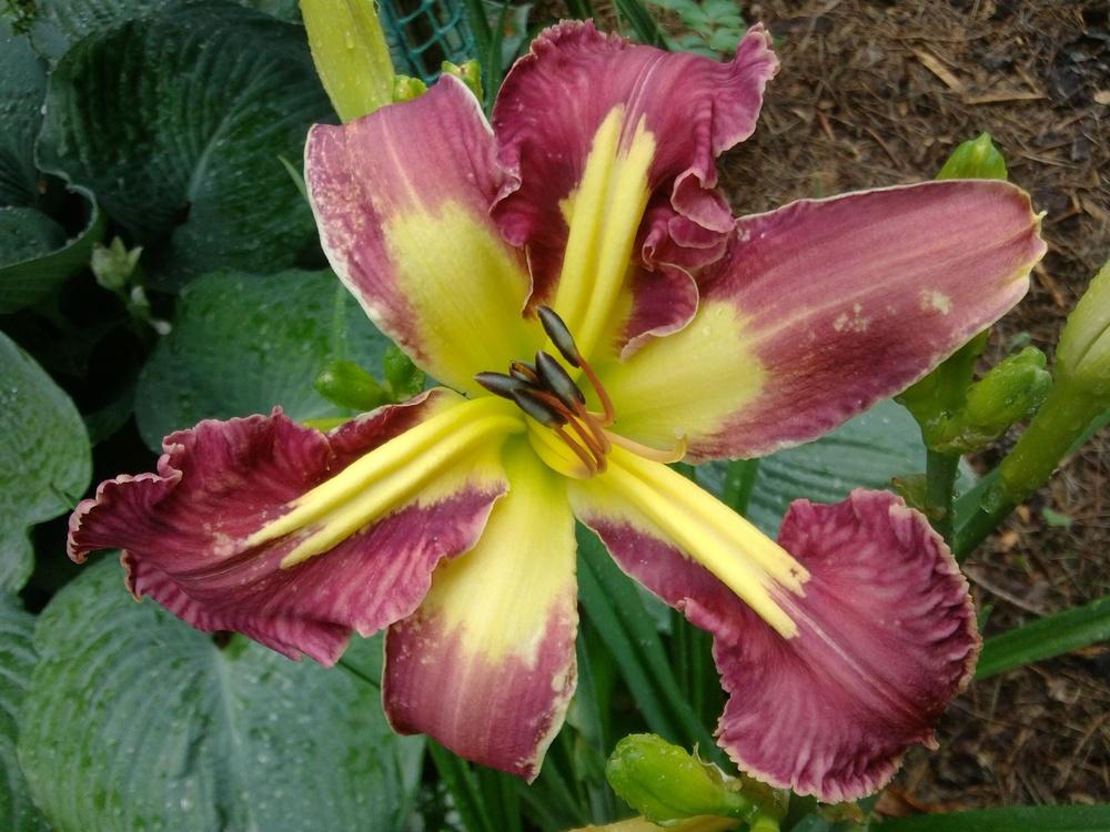 Photo of Daylily (Hemerocallis 'Jungle Queen') uploaded by lagrato