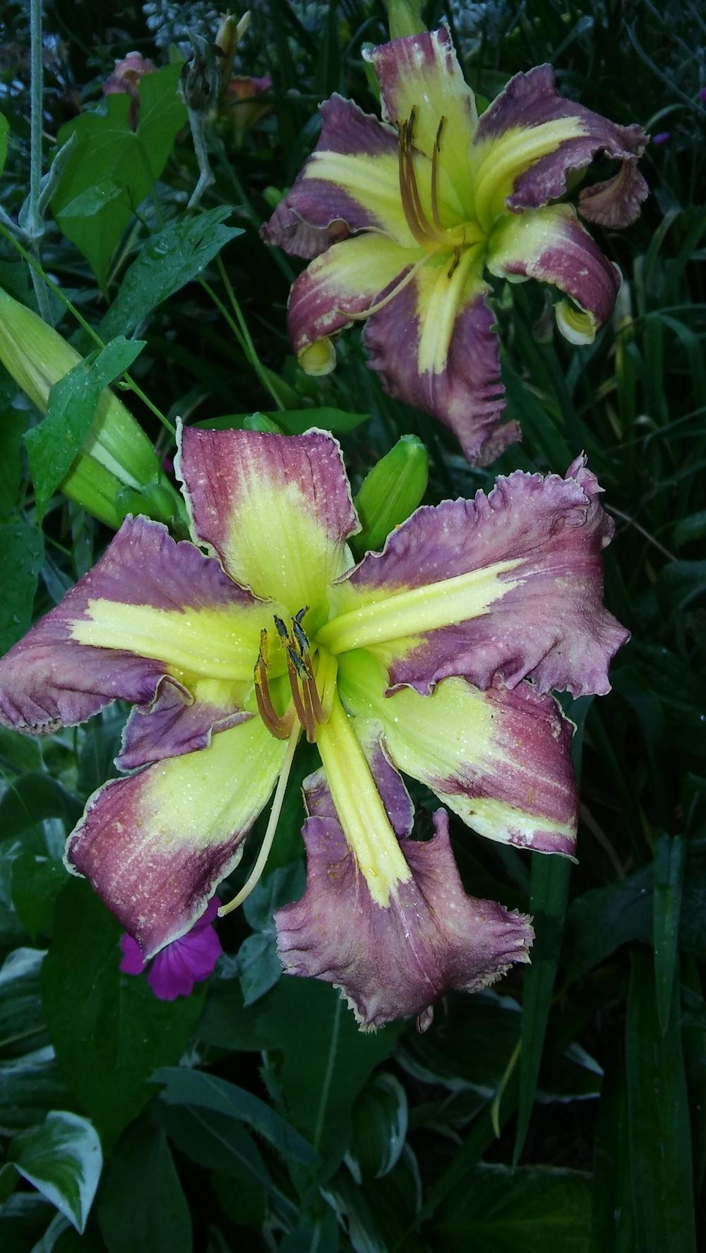 Photo of Daylily (Hemerocallis 'Jungle Queen') uploaded by lagrato