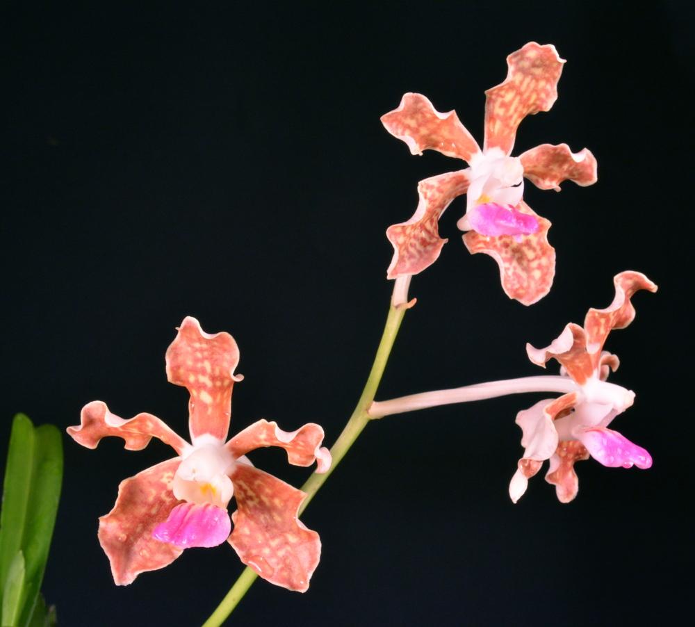 Photo of Orchid (Vanda tessellata) uploaded by shadytrake