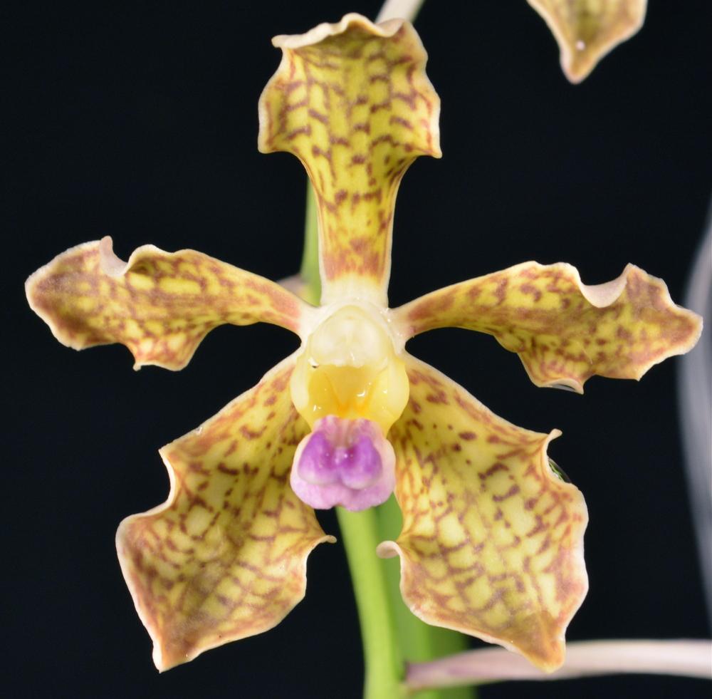 Photo of Orchid (Vanda tessellata) uploaded by shadytrake
