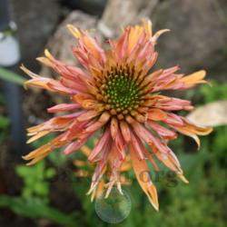 Location: Western Washington
Emerging Flower
