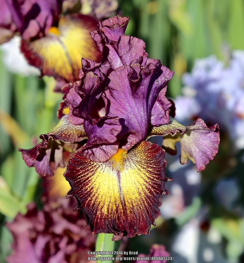 Photo of Tall Bearded Iris (Iris 'Are You Free') uploaded by ARUBA1334