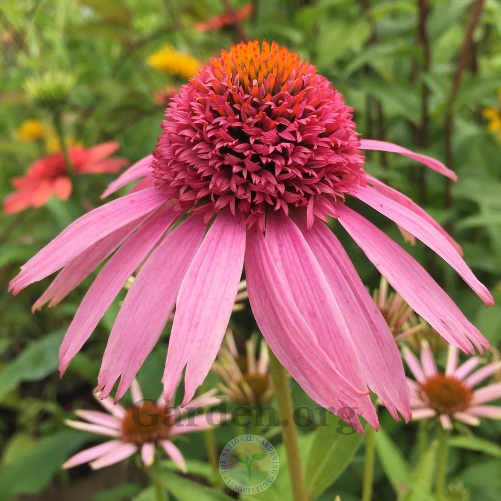Photo of Coneflower (Echinacea 'Meteor Pink') uploaded by Patty