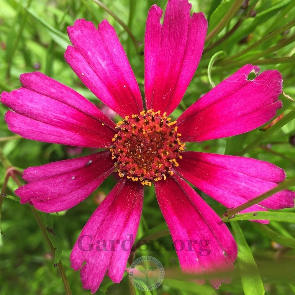 Photo of Hybrid Tickseed (Coreopsis Hardy Jewel™ Garnet) uploaded by Patty