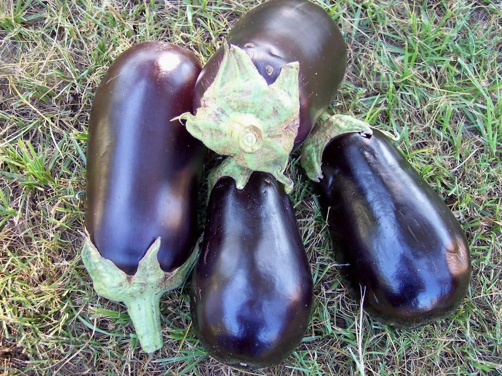 Photo of Eggplant (Solanum melongena 'Night Shadow') uploaded by farmerdill
