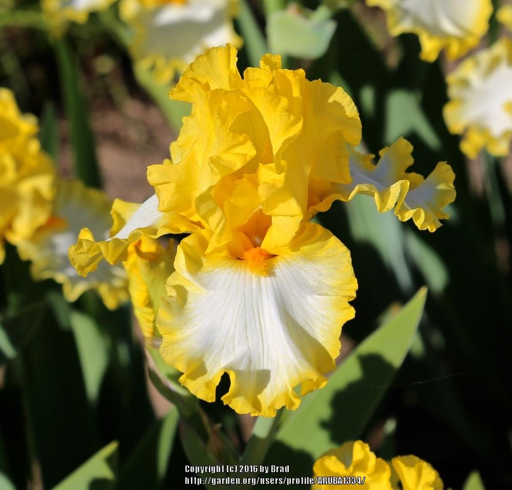 Photo of Tall Bearded Iris (Iris 'Around the Sun') uploaded by ARUBA1334