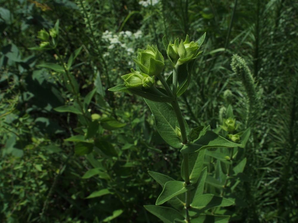 Photo of Rosinweed (Silphium integrifolium) uploaded by Cyclaminist