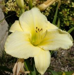 Thumb of 2016-07-22/DogsNDaylilies/3f3d00