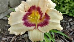 Thumb of 2016-07-22/DogsNDaylilies/666f5a