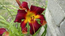 Thumb of 2016-07-22/DogsNDaylilies/9f252d