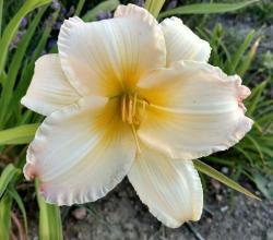 Thumb of 2016-07-22/DogsNDaylilies/ec0721