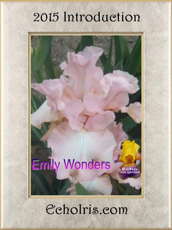 Photo of Tall Bearded Iris (Iris 'Emily Wonders') uploaded by ErnieSilvr