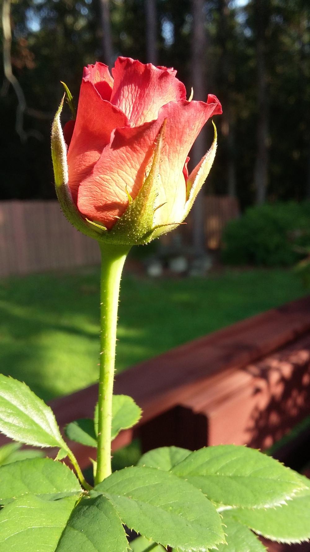 Photo of Rose (Rosa 'Mama Africa') uploaded by JeffMorin