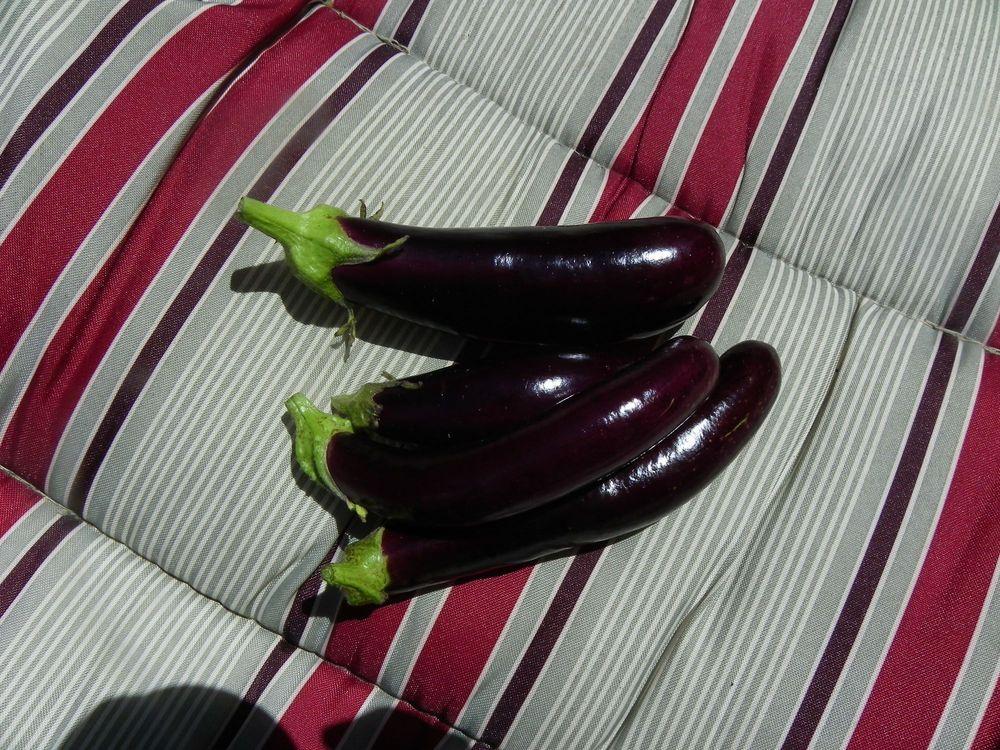 Photo of Eggplant (Solanum melongena 'Little Fingers') uploaded by Newyorkrita