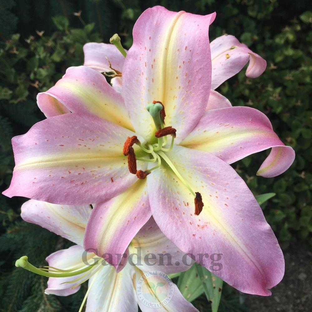 Photo of Lily (Lilium 'Tom Pouce') uploaded by Patty
