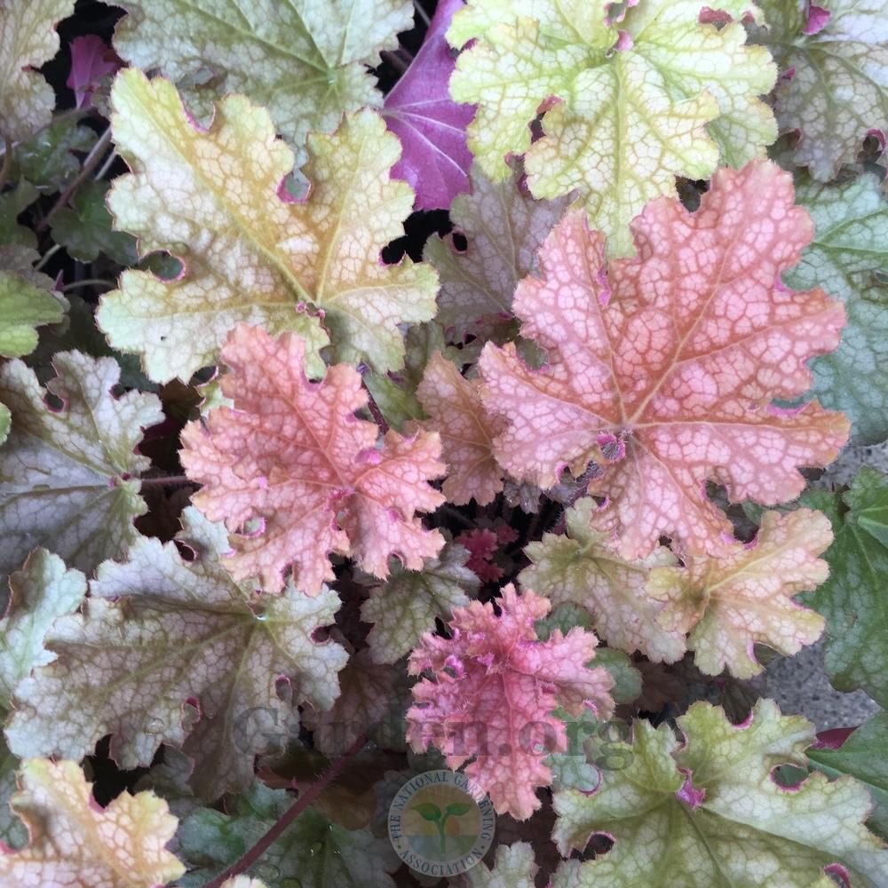 Photo of Coral Bells (Heuchera 'Ginger Peach') uploaded by Patty