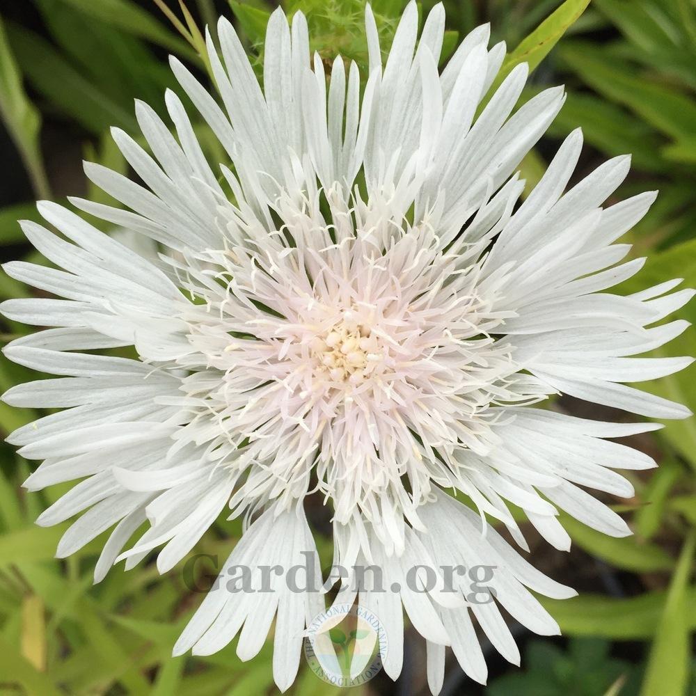 Photo of Stokes' Aster (Stokesia laevis 'Divinity') uploaded by Patty