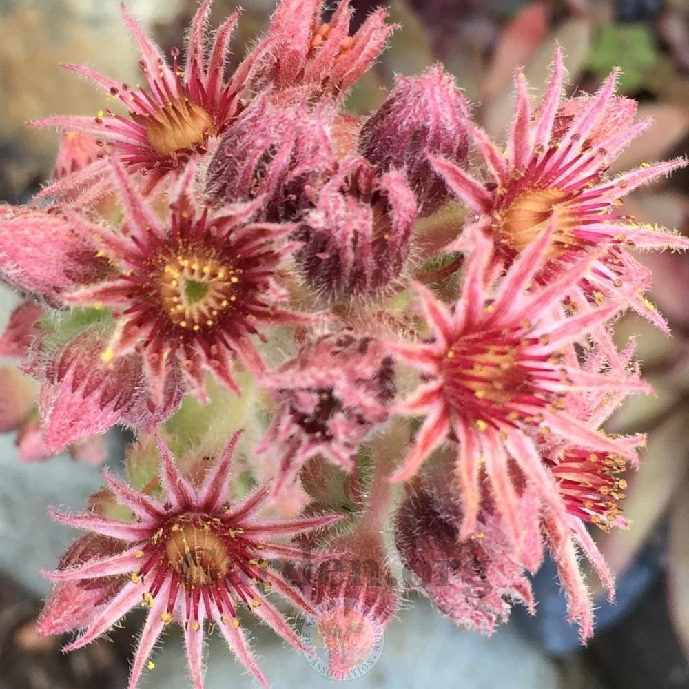 Photo of Hen and Chicks (Sempervivum 'Jeramia') uploaded by Patty