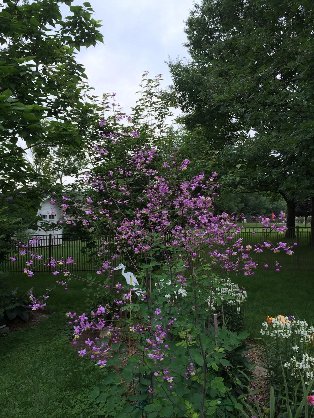 Photo of Lavender Mist Meadow Rue (Thalictrum rochebruneanum) uploaded by cottelpg