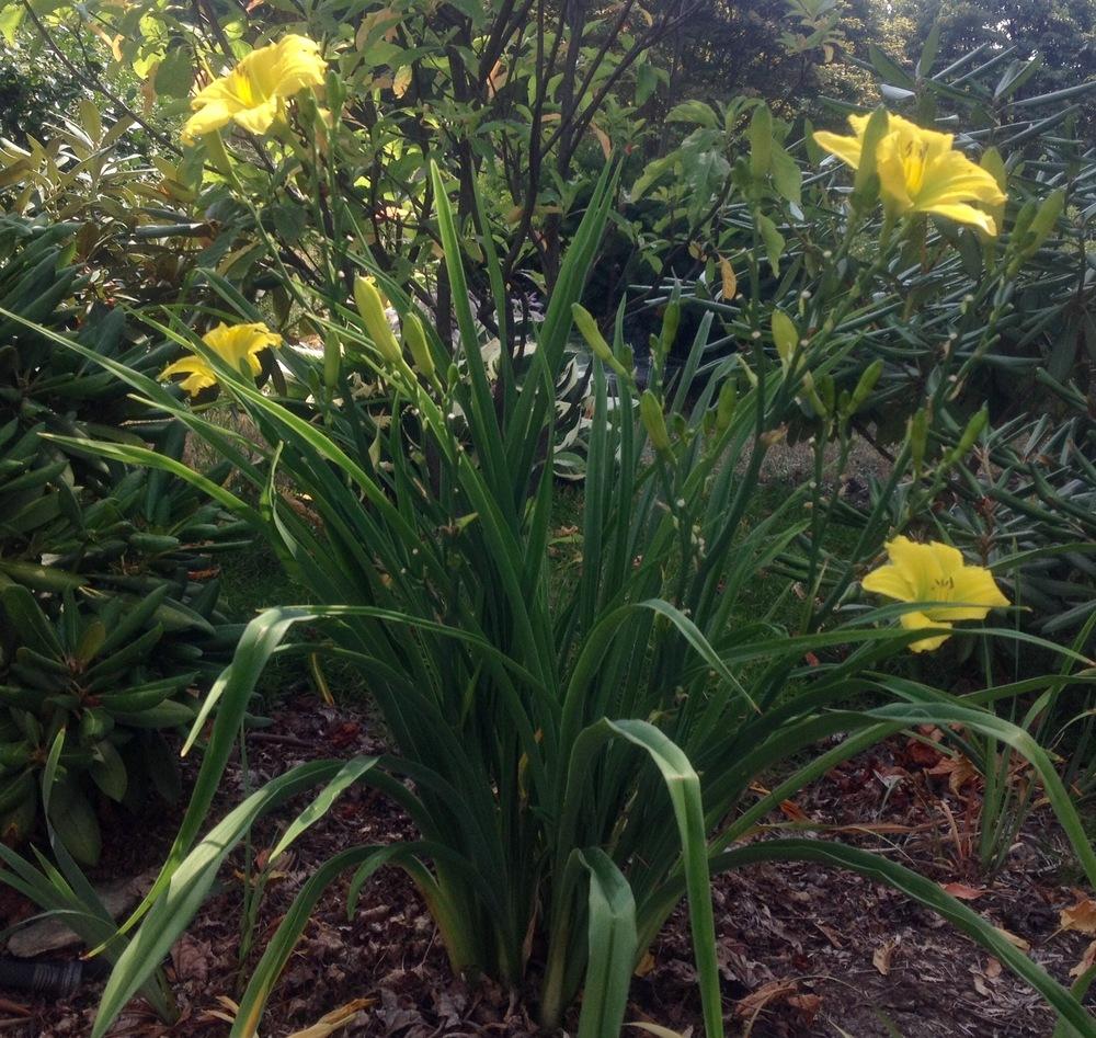 Photo of Daylily (Hemerocallis 'Green Flutter') uploaded by csandt