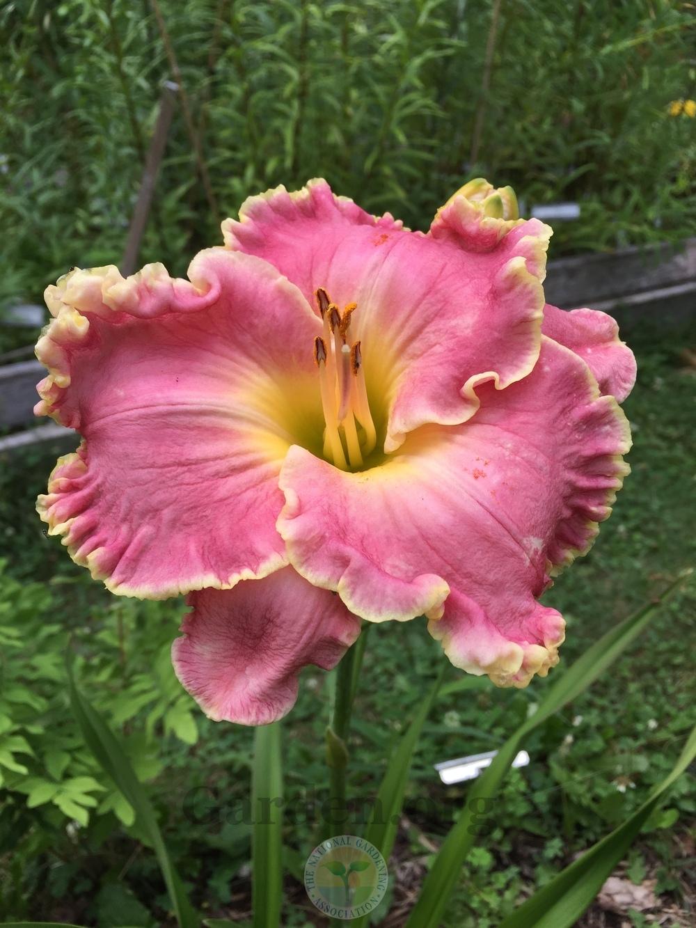 Photo of Daylily (Hemerocallis 'Ribbons and Things') uploaded by magnolialover