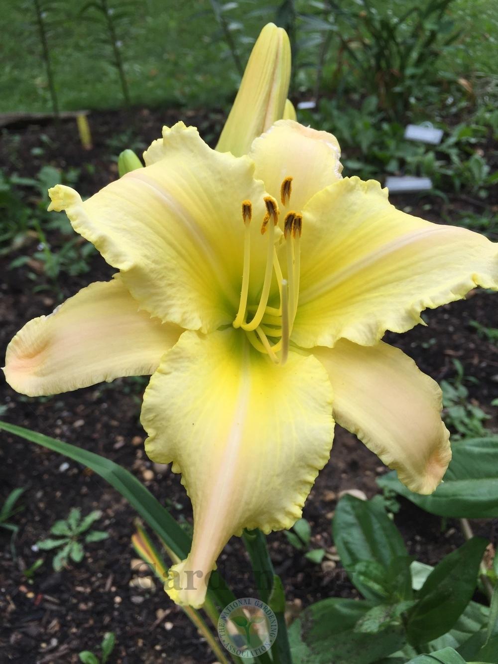 Photo of Daylily (Hemerocallis 'Ruffled Bouquet Deluxe') uploaded by magnolialover