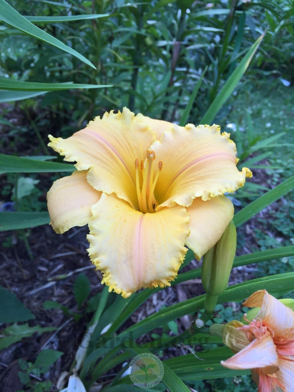 Photo of Daylily (Hemerocallis 'Old Sol') uploaded by magnolialover