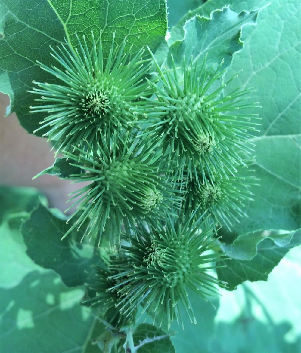 Photo of Common Burdock (Arctium minus) uploaded by nativeplantlover