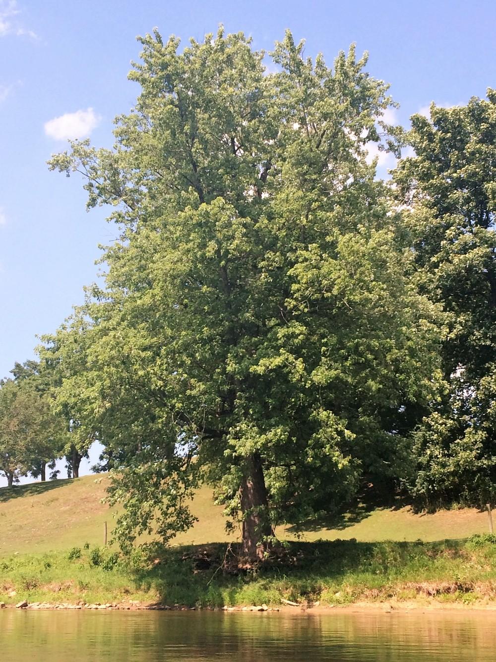 Photo of Silver Maple (Acer saccharinum) uploaded by nativeplantlover